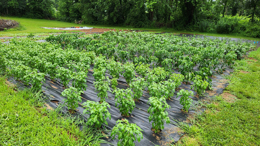 4lbs of Basil for West First