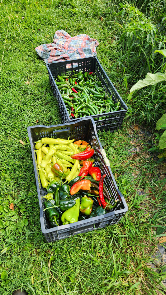 20 lbs of Peppers, Squash, and Eggplant for HendoCaja