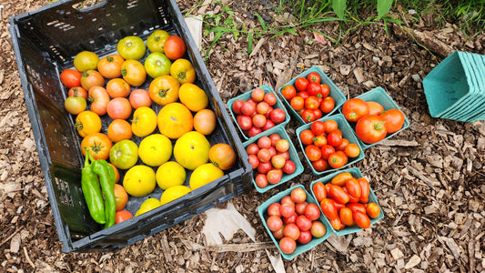 22 lbs and 30 lbs (52lbs) of tomatoes and hot peppers