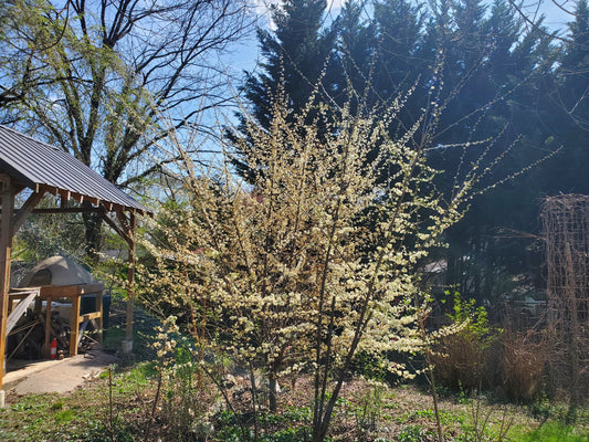 Wild Plum (Bare Root)