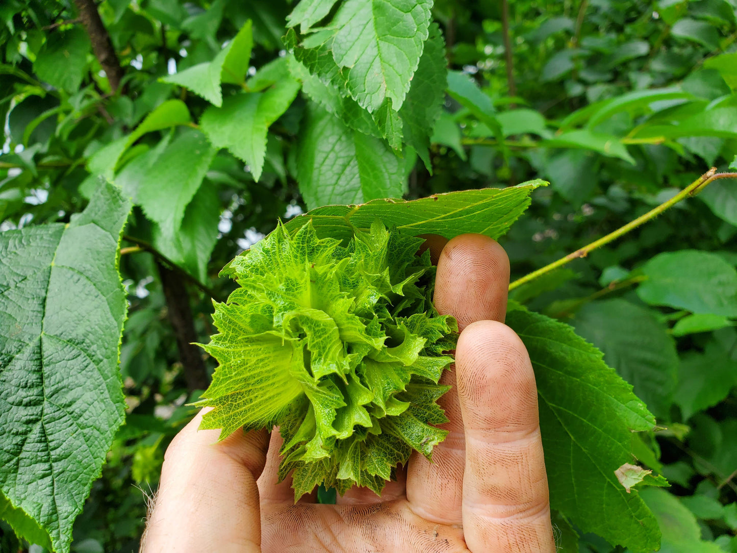 American Hazelnut (Bare Root)