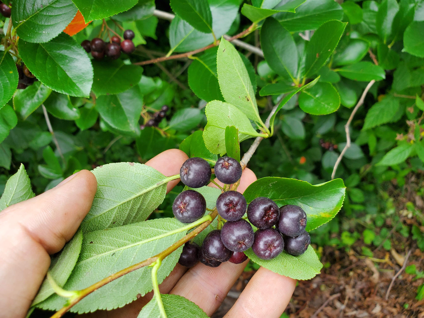 Black Chokeberry (Bare Root)