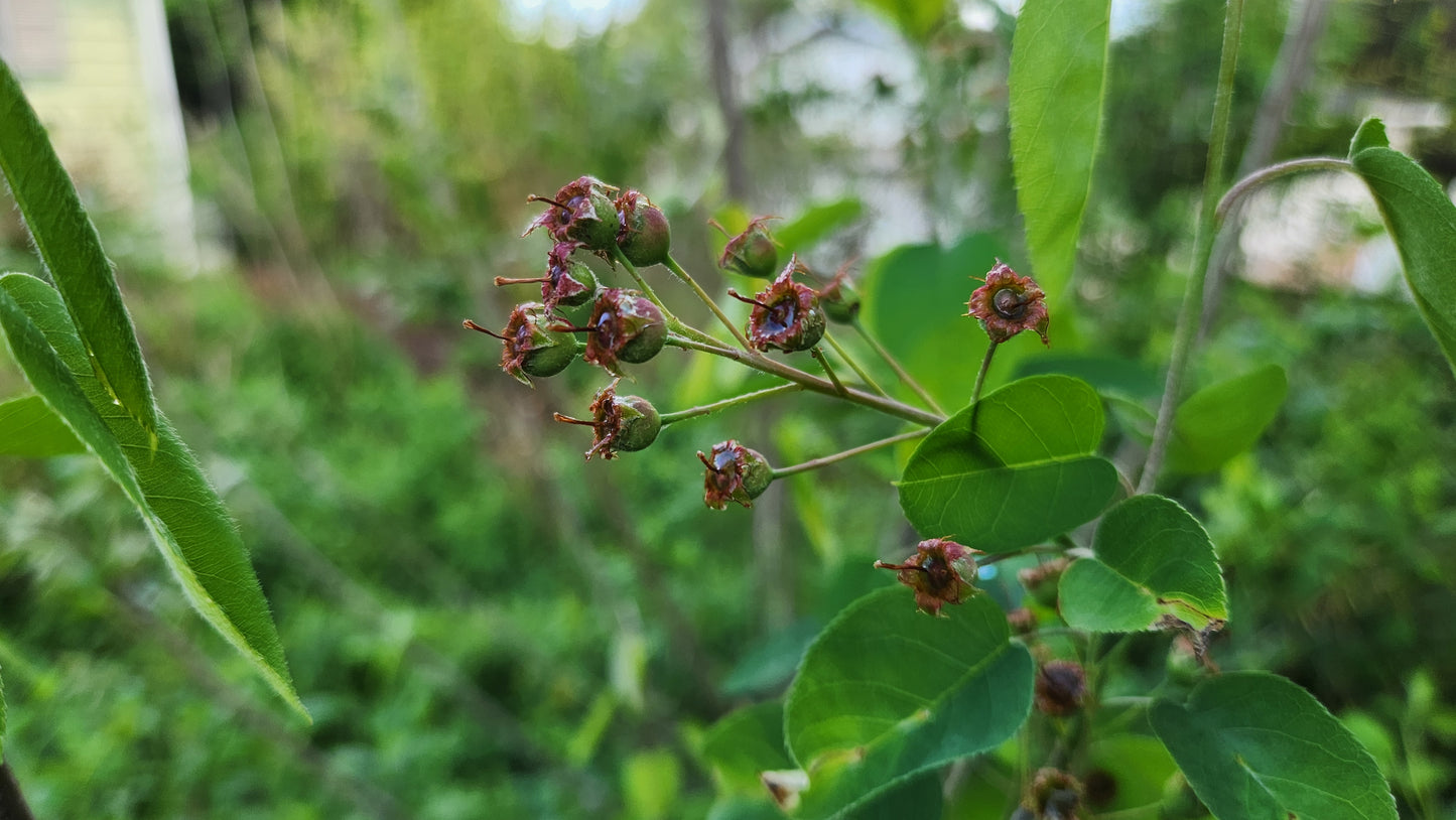 Serviceberry (bare root)