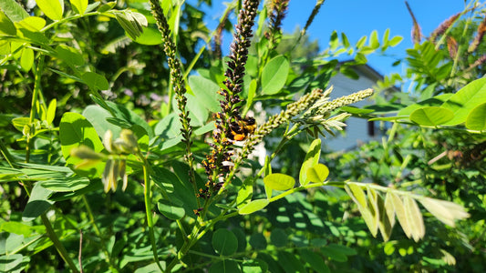 False Indigo