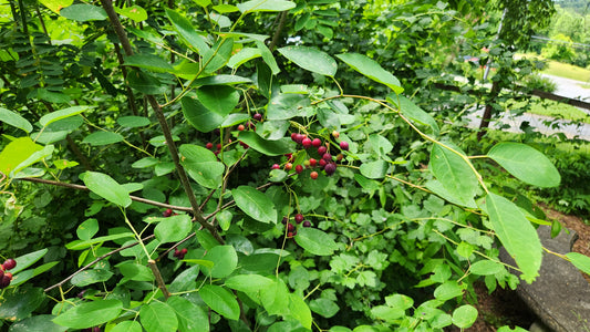 Serviceberry (bare root)