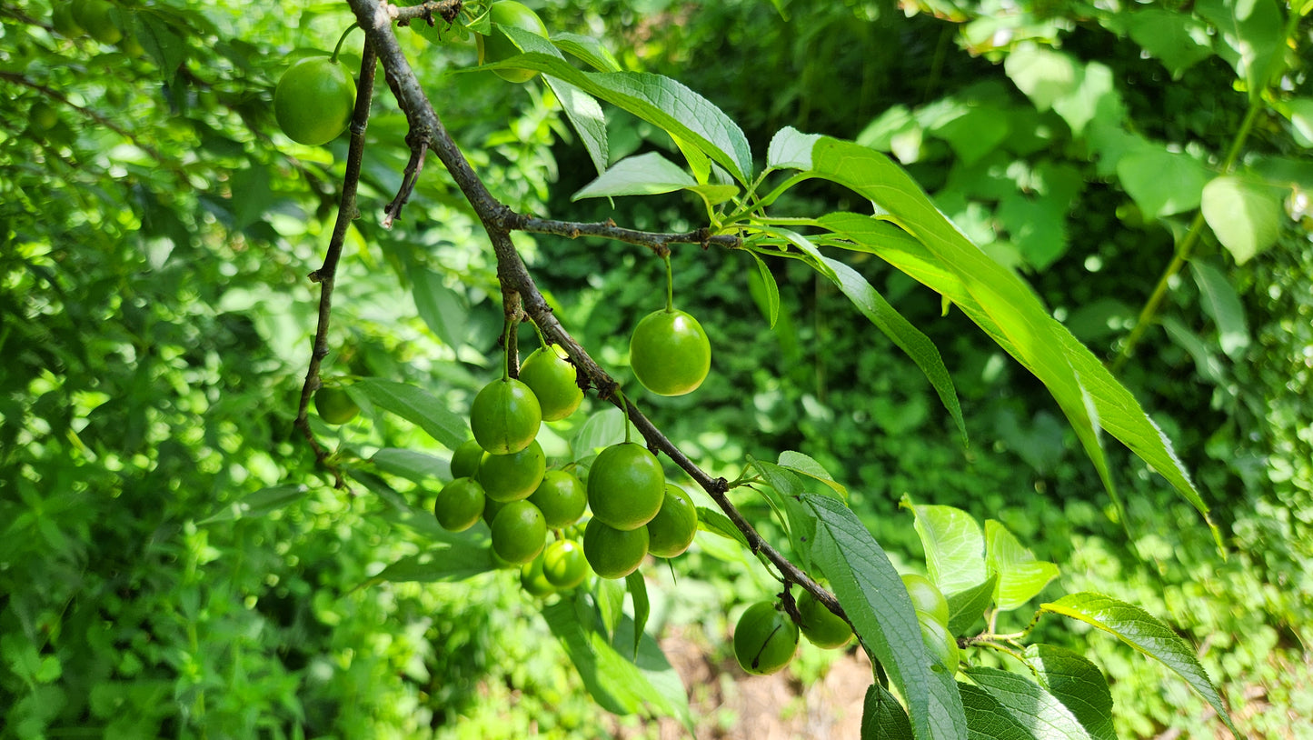 Wild Plum (Bare Root)