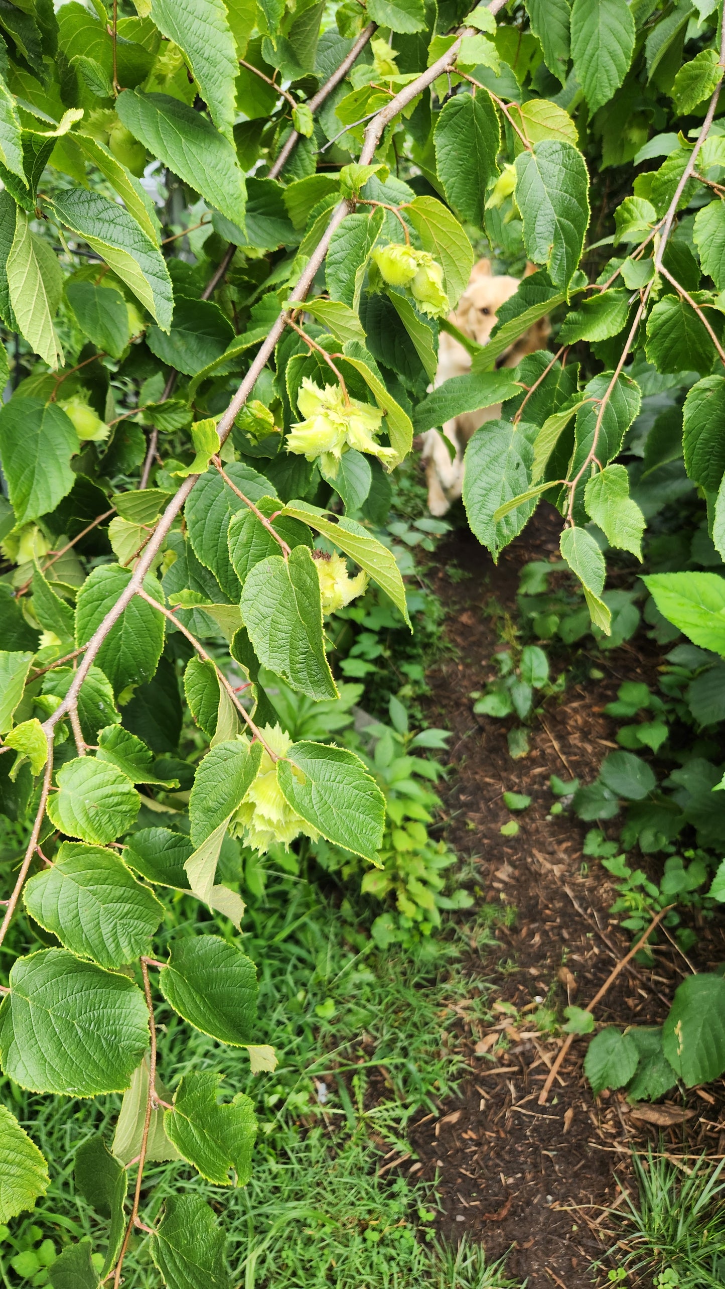 American Hazelnut (Bare Root)