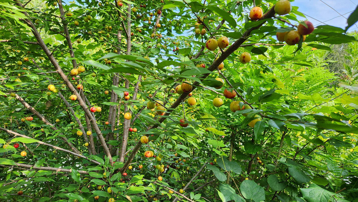 Wild Plum (Bare Root)