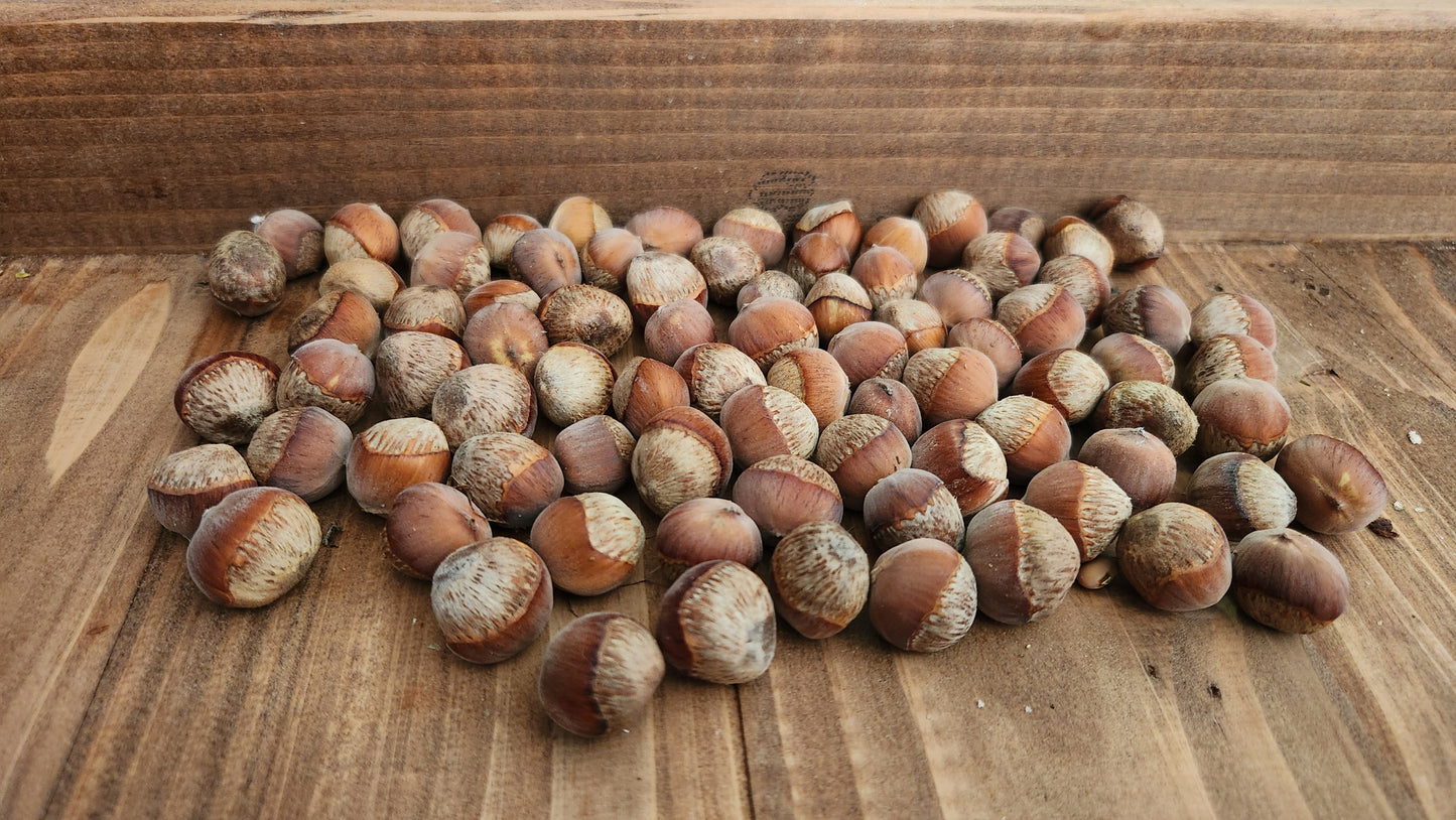 American Hazelnut (Bare Root)