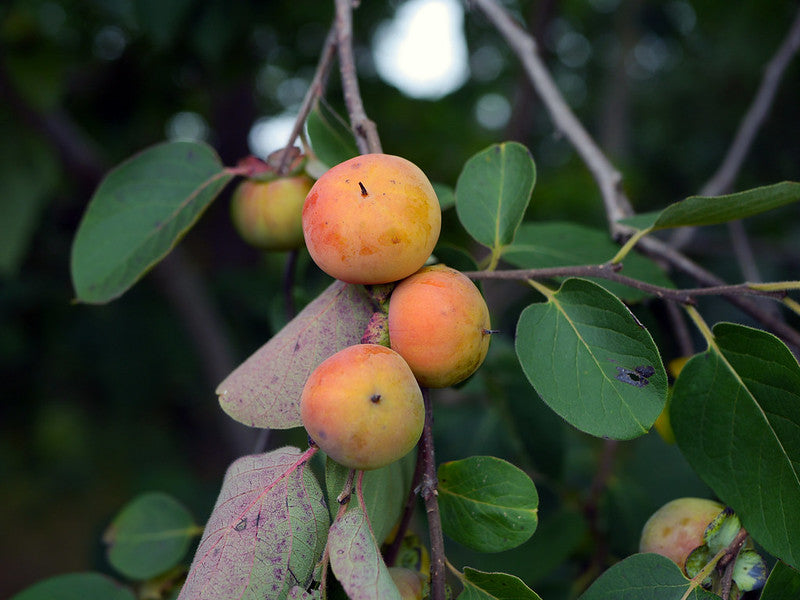 Persimmon (Bare Root)