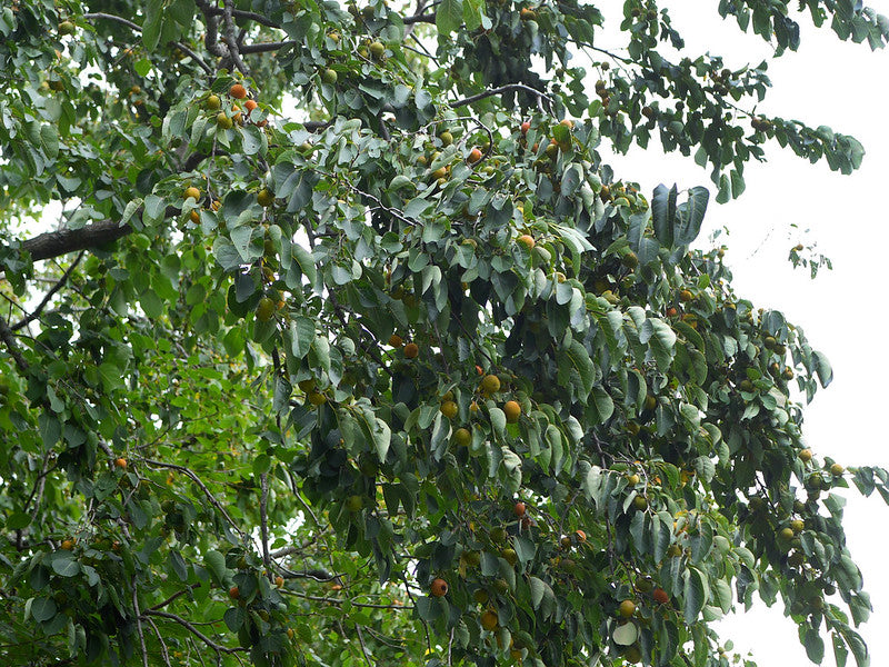 Persimmon (Bare Root)