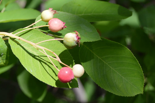 Serviceberry