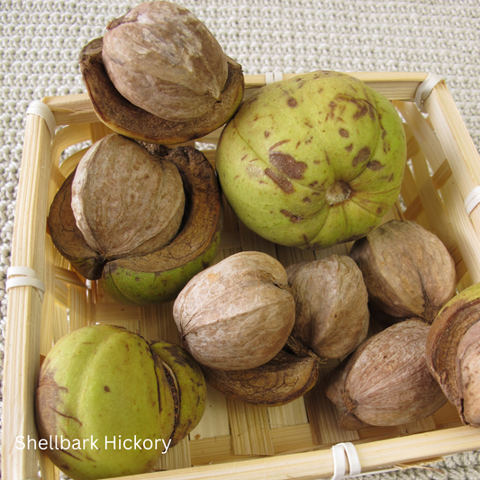 Shellbark Hickory (Bare Root)