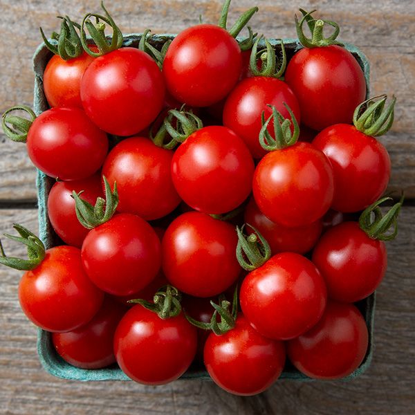 Jasper Tomato Start