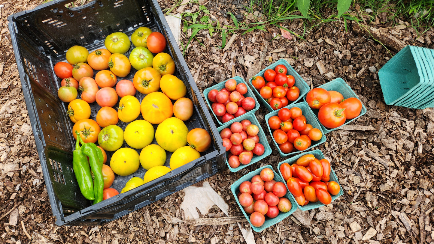 22 lbs and 30 lbs (52lbs) of tomatoes and hot peppers