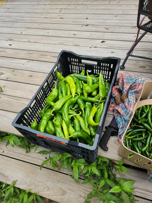 20 lbs of peppers for TRANSCAJA
